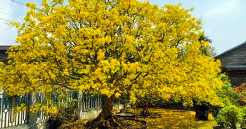 Khách đại gia ngã giá 10 tỷ đồng cho cây mai 129 tuổi, chủ nhân chưa gật đầu