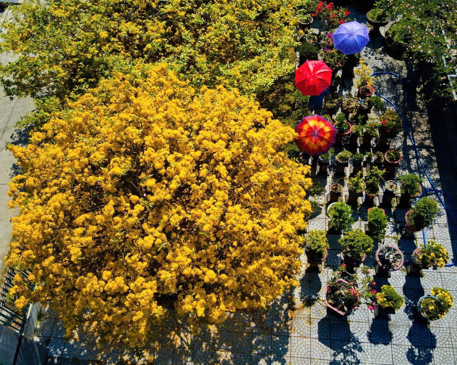 Khách đại gia ngã giá 10 tỷ đồng cho cây mai 129 tuổi, chủ nhân chưa gật đầu - Ảnh 1.