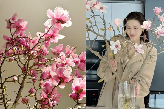 Loài hoa được Hoa hậu Đỗ Thị Hà cắm trong dịp Tết Bính Ngọ có gì đặc biệt mà lại gây sốt?