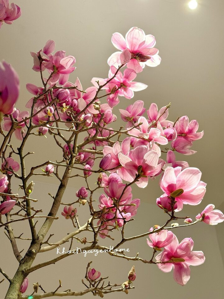 Vì sao loài hoa được Hoa hậu Đỗ Thị Hà cắm trong dịp Tết Bính Ngọ lại gây sốt? - Ảnh 2.