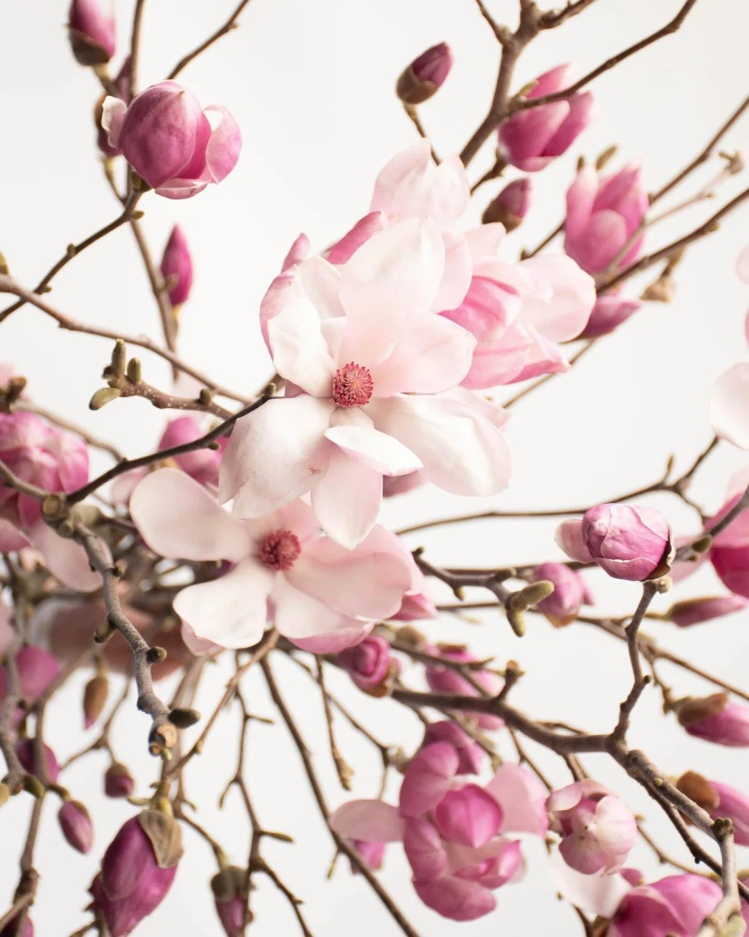 Loài hoa được Hoa hậu Đỗ Thị Hà cắm trong dịp Tết Bính Ngọ có gì đặc biệt lại gây sốt? - Ảnh 7.