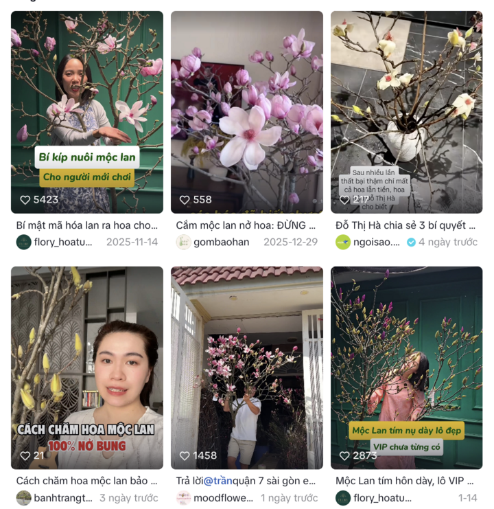 Loài hoa được Hoa hậu Đỗ Thị Hà cắm trong dịp Tết Bính Ngọ có gì đặc biệt lại gây sốt? - Ảnh 3.