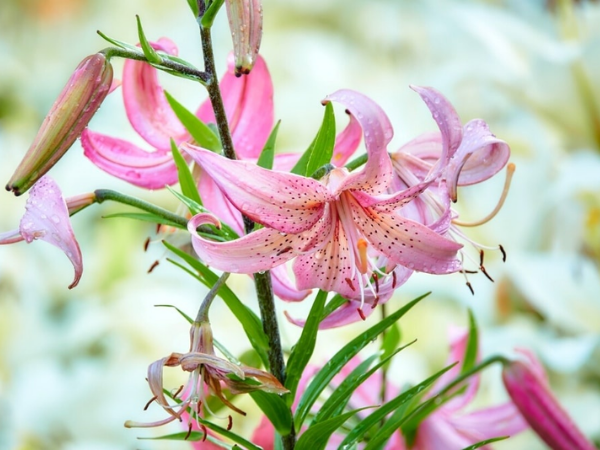 Trong 15 ngày tới (6/2 - 20/2), 3 con giáp giàu có bất thình lình, vận đỏ như son, tiền nhiều như nước, vượng Phát vượng Lộc - Ảnh 3