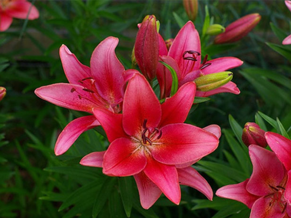 Trong 15 ngày tới (6/2 - 20/2), 3 con giáp giàu có bất thình lình, vận đỏ như son, tiền nhiều như nước, vượng Phát vượng Lộc - Ảnh 1