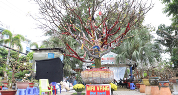Chủ nhân cây mai vàng cao hơn 5m hé lộ lý do rao bán giá 3,7 tỷ đồng
