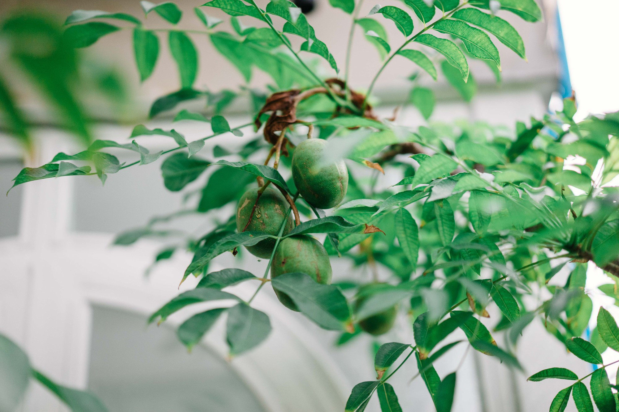 Điểm 'khác thường' trong penhouse lộng lẫy đón Tết sớm của 'nữ hoàng livestream' khiến nhiều người thán phục khi biết lý do- Ảnh 30.