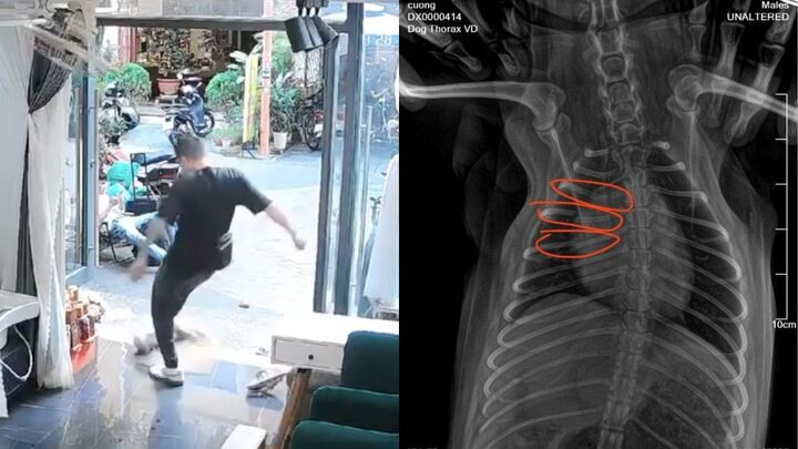 Kết quả chụp X-quang xác định chú chó nhỏ bị gẫy 3 cái xương sường.