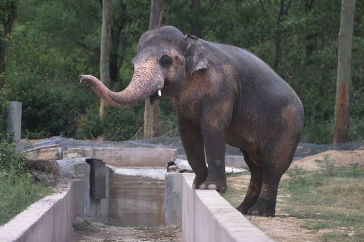 Phán quyết lịch sử đưa chú voi bị xích nhiều thập kỷ đến khu bảo tồn mới. (Ảnh: Getty Images)