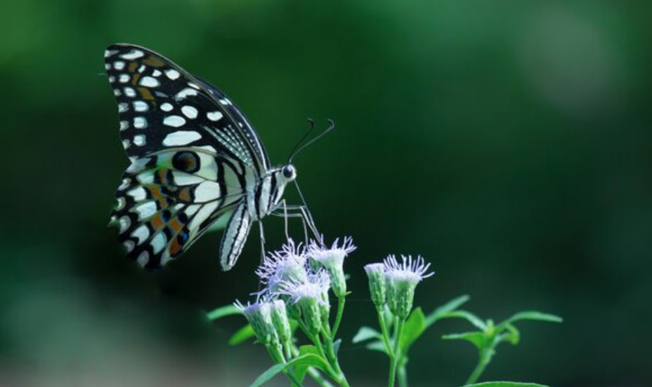Tháng sinh Âm lịch của người có nghị lực mạnh mẽ, dễ giàu từ trung niên - Ảnh 1.