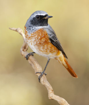 3 ngày sinh Âm lịch 'nở muộn nhưng rực rỡ', hậu vận phú quý khó ai bì - Ảnh 1.