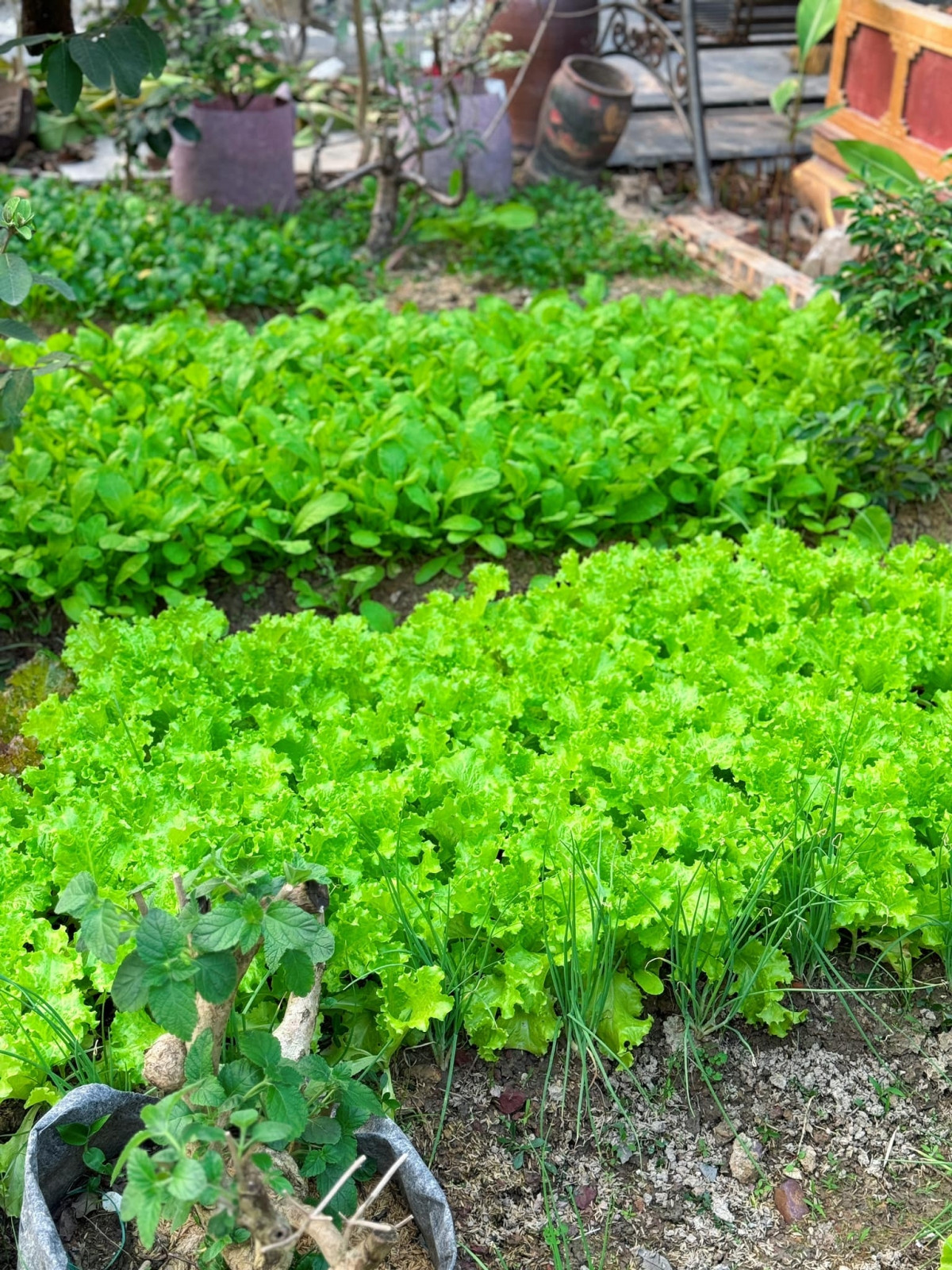 Tổ ấm hơn 1 . 000 M2 của Hòa Minzy và Văn Cương: Hạnh phúc bên gia đình - Ảnh 14.