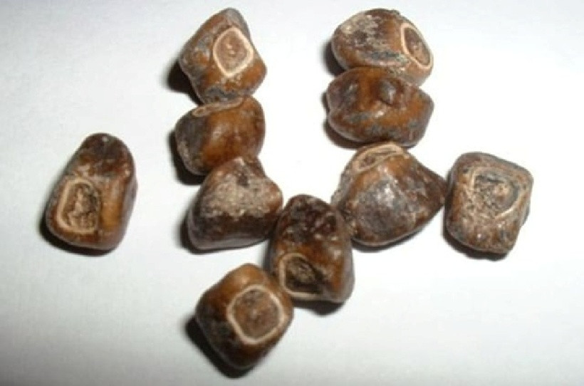 Hạt của chuối Musa Ingens.