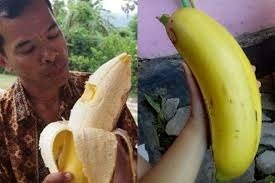 Cận cảnh giống chuối khổng lồ cao bằng tòa nhà 6 tầng, quả nặng tới 6kg