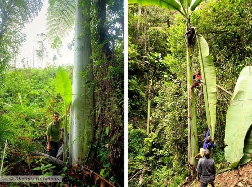 Chiều cao trung bình của cây chuối Musa Ingens là từ 20-25 mét.