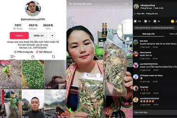 Bị khởi tố vì tự hái cây rừng, chế thành 'thuốc' Nam để bán