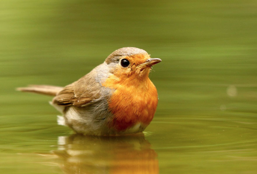 4 tháng Âm lịch sinh ra những người có khí chất hơn người, hiếm khi nghèo lâu - Ảnh 2.