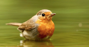 4 tháng Âm lịch sinh ra những người có khí chất hơn người, hiếm khi nghèo lâu