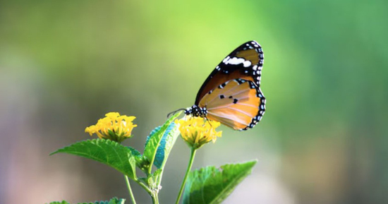 2 con số 'vàng' trong năm sinh: Ai sở hữu dễ gặp quý nhân, sự nghiệp lên như diều gặp gió