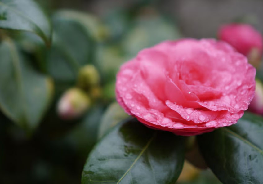 3 khung giờ sinh Âm lịch của người đi đâu cũng được lòng người - Ảnh 1.