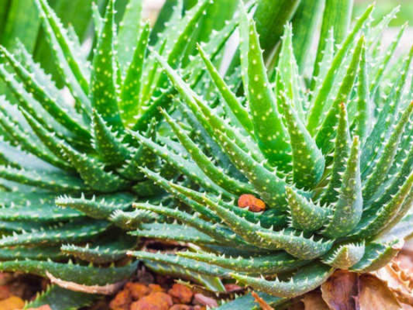 Giải mã lý do nha đam được tôn vinh là 'vàng lỏng' của phái đẹp - Ảnh 1