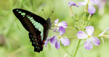 Ngày sinh Âm lịch định sẵn số vượng phát: Sinh đúng ngày này, nghèo mấy cũng có lúc đổi đời