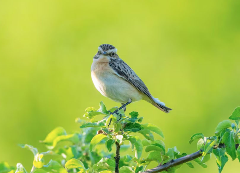 Ngày sinh Âm lịch của người người nói ít làm nhiều, tài lộc đến muộn nhưng vững vàng - Ảnh 3.