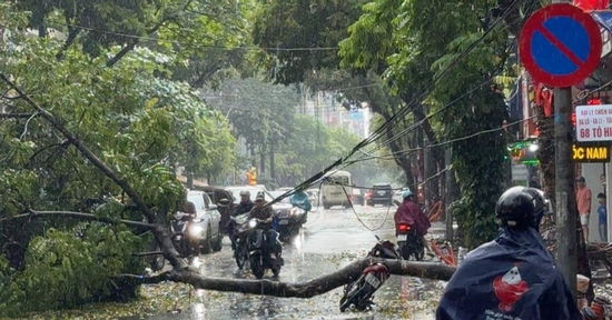 Cây xanh bật gốc đè trúng người đàn ông đi xe máy ở Hà Nội