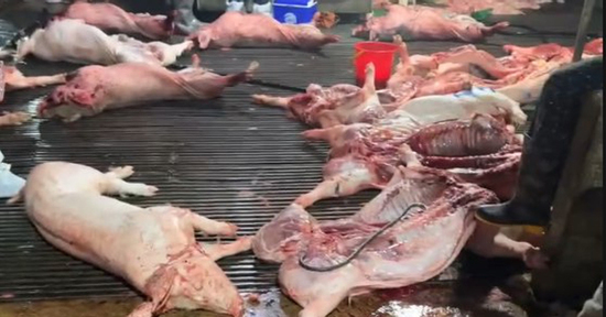 Khởi tố 8 bị can trong đường dây tiêu thụ lợn bệnh quy mô lớn tại Hà Nội