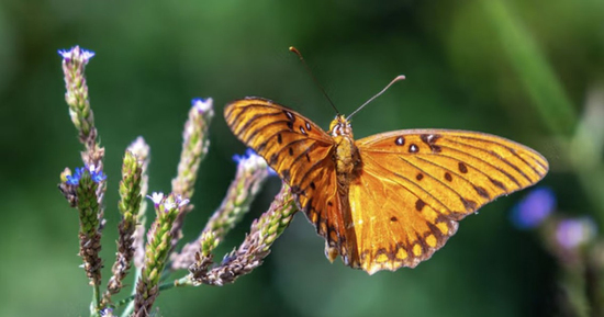 Người sinh vào khung giờ Tứ mã: Kiếm tiền giỏi bậc nhất nhưng khó giữ của