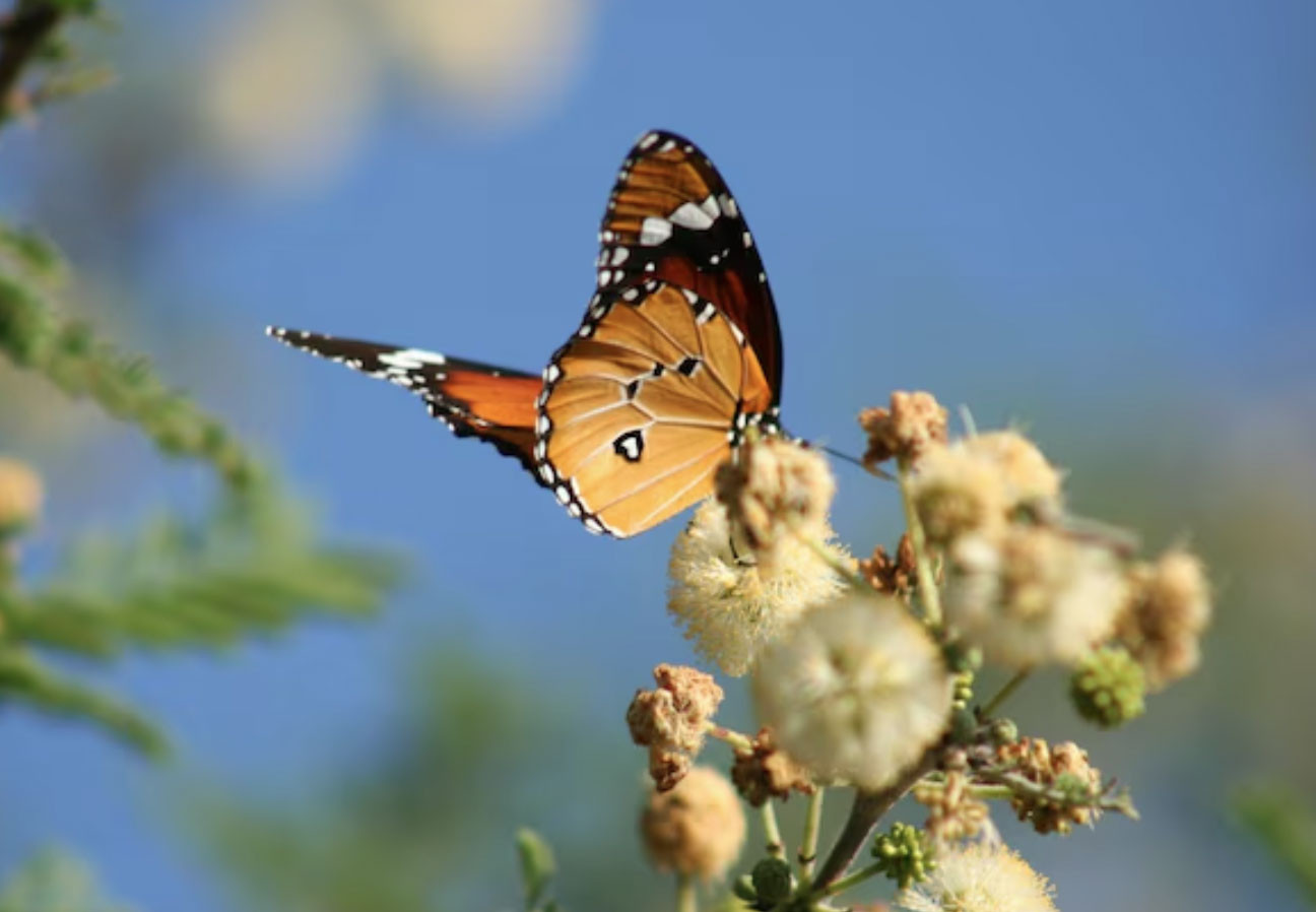 Người sinh vào khung giờ Tứ mã: Kiếm tiền giỏi bậc nhất nhưng khó giữ của - Ảnh 2.