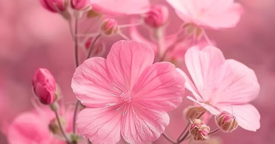 Ngày sinh Âm lịch của người có phúc đức sâu dày, cuộc đời rực rỡ 'như hoa như ngọc'