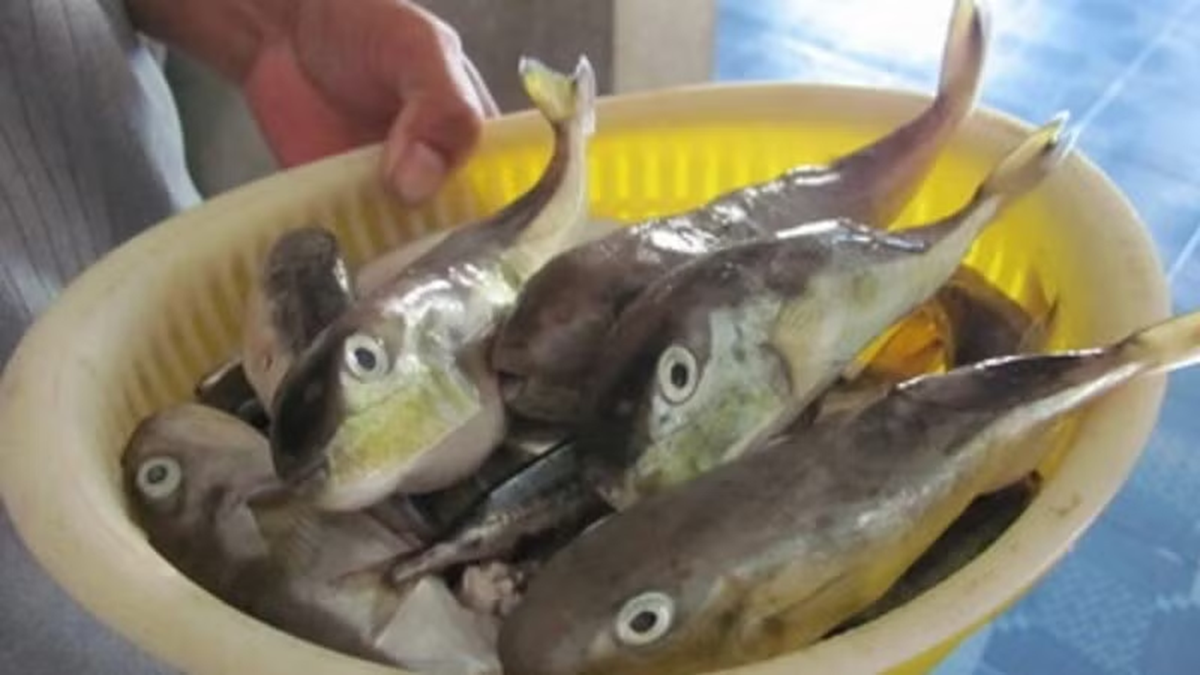 Ăn cá nóc, 3 người ở Cần Thơ nhập viện: Bộ Y tế khuyến cáo khẩn - Ảnh 1.