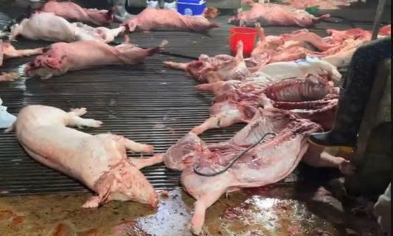 tuon thit lon benh 1