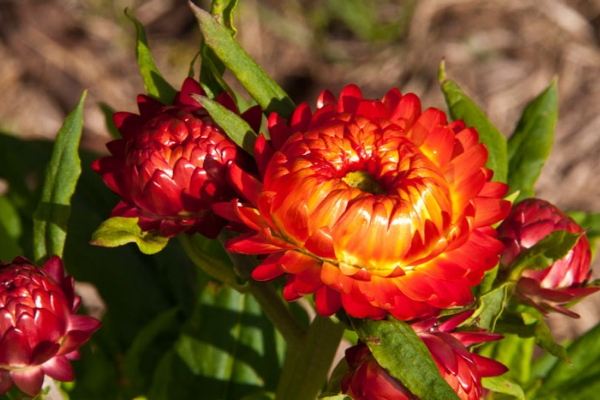 Mừng 3 con giáp 'thay da đổi thịt' trong 10 ngày tới, thành công vang dội, tiền của đề huề