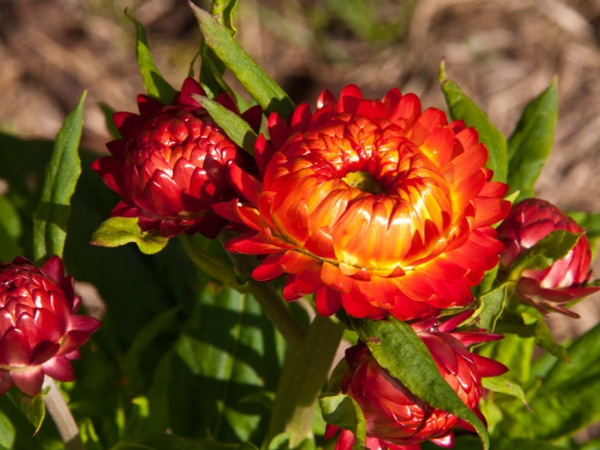 Mừng 3 con giáp “THAY DA ĐỔI THỊT” trong 10 ngày tới, Tài Lộc dư dả, thành công vang dội, gia đạo thuận hòa, tiền của đề huề - Ảnh 2