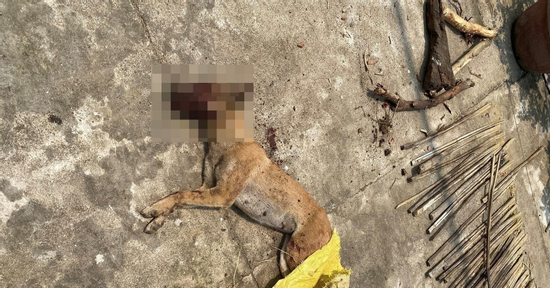 Trích xuất camera truy bắt con chó cắn nhiều người ở Quảng Ngãi