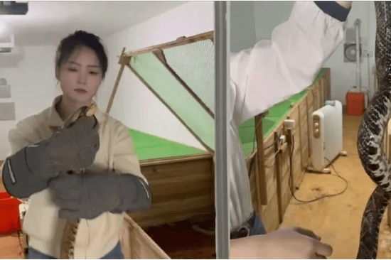 Bỏ phố về quê, cô gái 9x nuôi 60.000 con rắn: Doanh thu khiến nhiều người bất ngờ