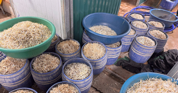 Khởi tố 2 chủ cơ sở sản xuất hơn 160 tấn giá đỗ chứa chất gây ung thư