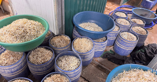 Khởi tố 2 chủ cơ sở sản xuất hơn 160 tấn giá đỗ chứa chất gây ung thư