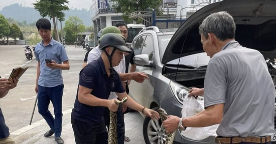 Lào Cai: Chủ xe Hyundai Tucson kinh hãi phát hiện trăn khổng lồ trong khoang máy