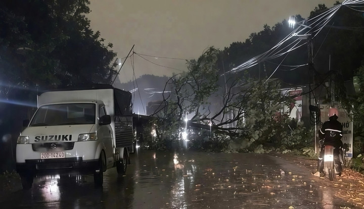 Hiện trường vụ cây đổ khiến một người tử vong ở Thái Nguyên. (Ảnh: B.T.N.)