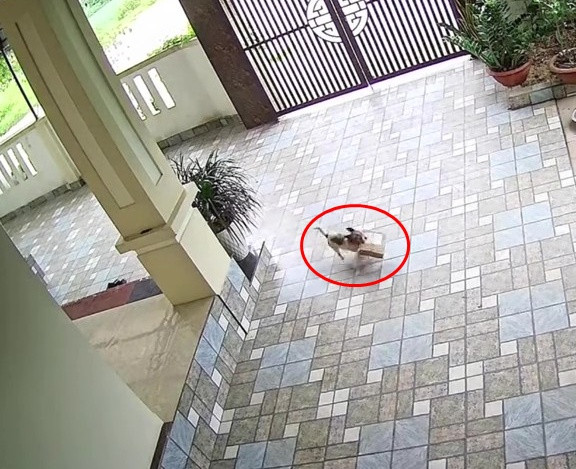 snaptikvn7489639149264276791 frame at 0m9s