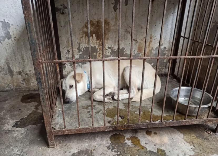 Dân mạng cảnh báo kẻ xấu dùng AI ghép ảnh chó mèo lạc để đòi tiền chuộc插图3 Dân mạng chứng minh chỉ bằng các câu lệnh đơn giản lập tức có thể tạo ra hình ảnh sống động như thật. (Ảnh chụp màn hình)