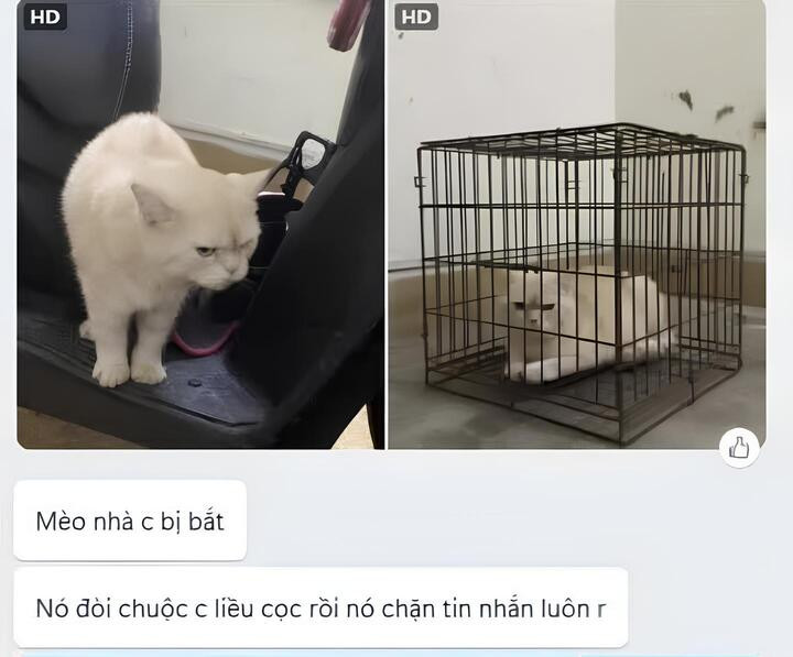 Dân mạng cảnh báo kẻ xấu dùng AI ghép ảnh chó mèo lạc để đòi tiền chuộc插图 Nạn nhân bị mắc lừa bởi chiêu trò lừa đảo bằng AI. (Ảnh chụp màn hình)