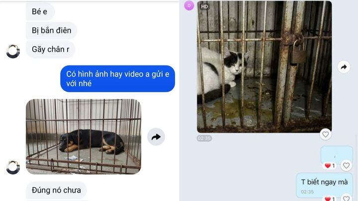 Dân mạng cảnh báo kẻ xấu dùng AI ghép ảnh chó mèo lạc để đòi tiền chuộc插图1 Nhiều người cũng trở thành nạn nhân của chiêu trò này khi nóng vội lo cho thú cưng. (Ảnh chụp màn hình)