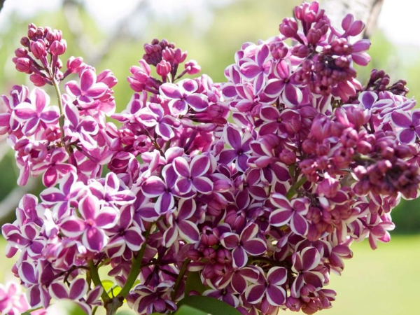 Trúng giải đặc biệt vào cuối tháng 4 dương lịch, 3 con giáp giàu có vang danh, rẽ trái thấy núi vàng, rẽ phải đụng núi bạc - Ảnh 3