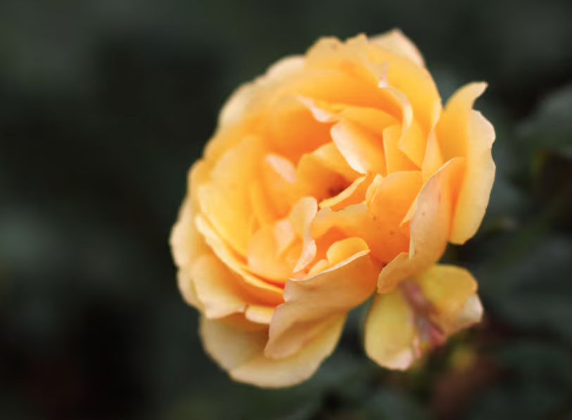 3 ngày sinh Âm lịch có số 'phú quý từ trong trứng nước' - Ảnh 1.