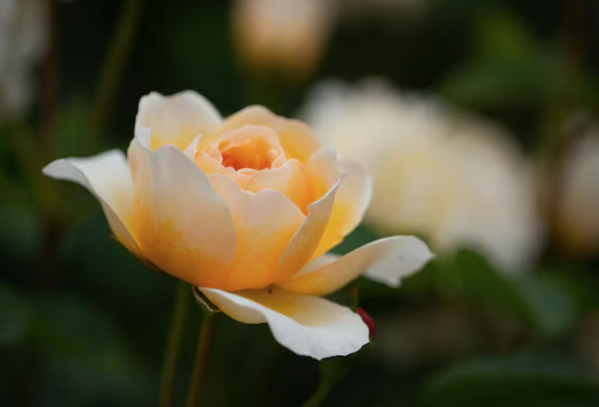 3 ngày sinh Âm lịch có số 'phú quý từ trong trứng nước' - Ảnh 3.