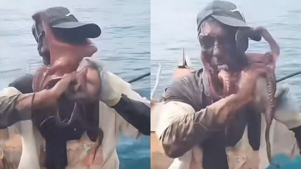 ▲▼絕地反擊!章魚「八爪罩臉」險窒息 漁夫掙脫瞬間太驚人。(圖/翻攝IG)