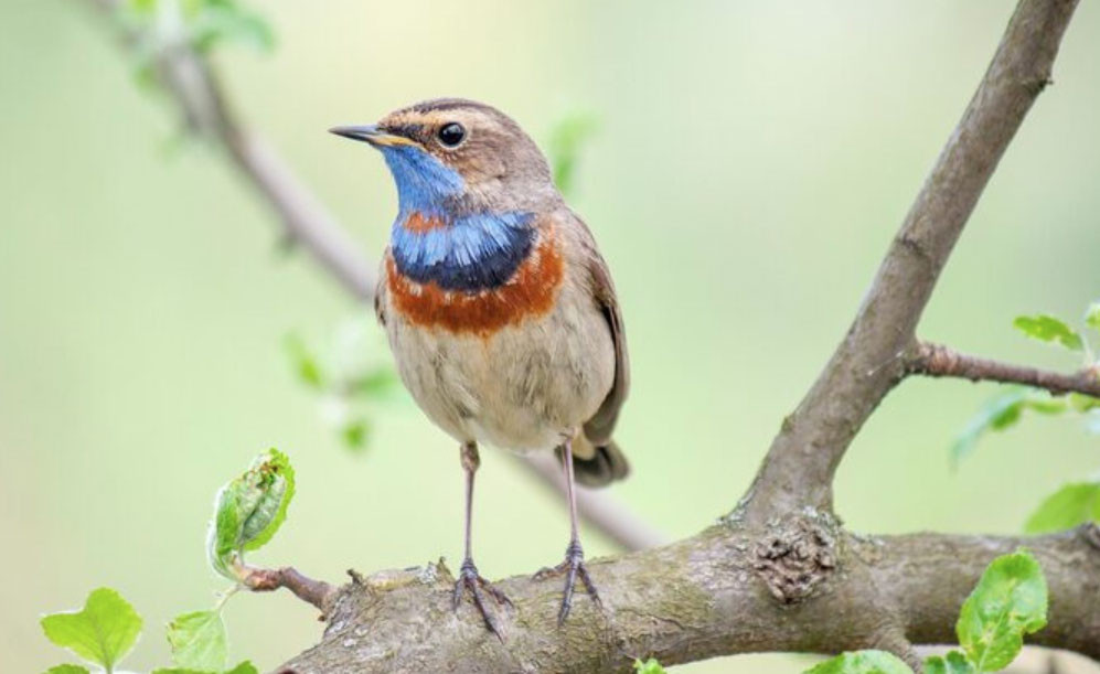 Số cuối ngày sinh Âm lịch mang mệnh 'hút tiền': Thần Tài theo sát, sự nghiệp vững vàng - Ảnh 1.